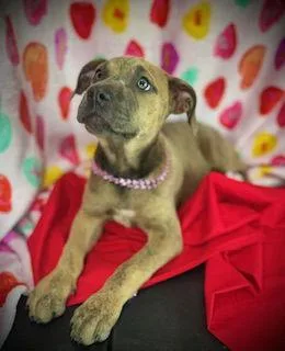 Smooch Puppy thumbnail 2