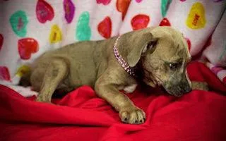 Smooch Puppy thumbnail 3