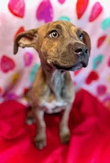 Sweetheart Puppy thumbnail 2