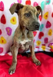 Sweetheart Puppy thumbnail 3