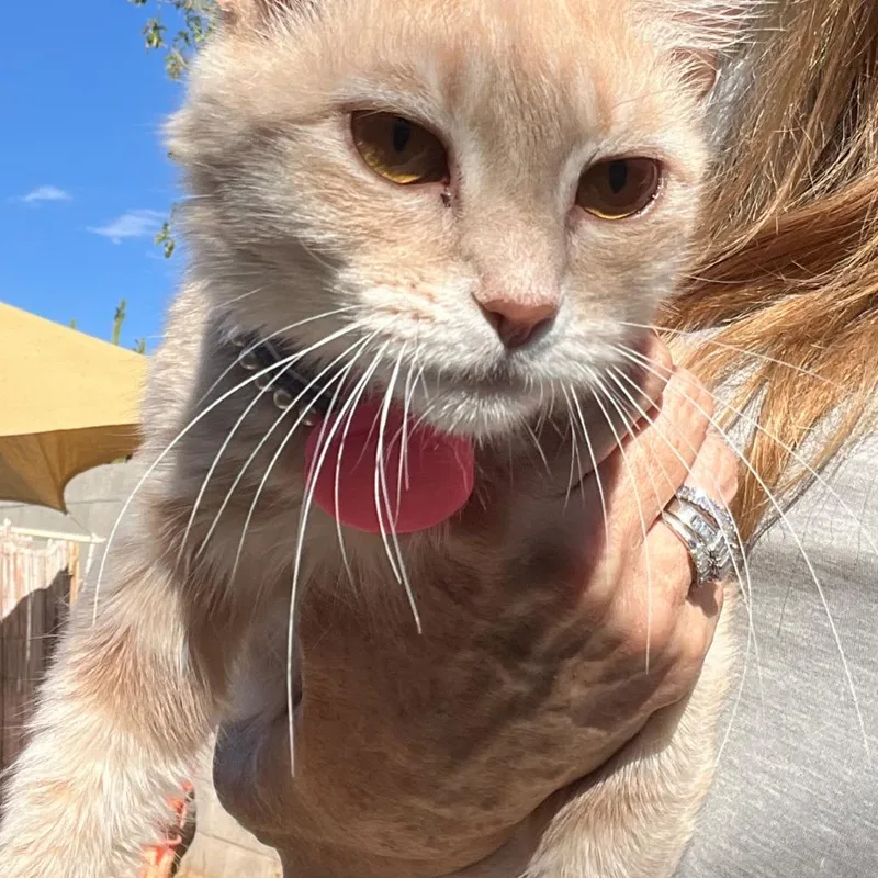 Cat  Buttercup thumbnail 2