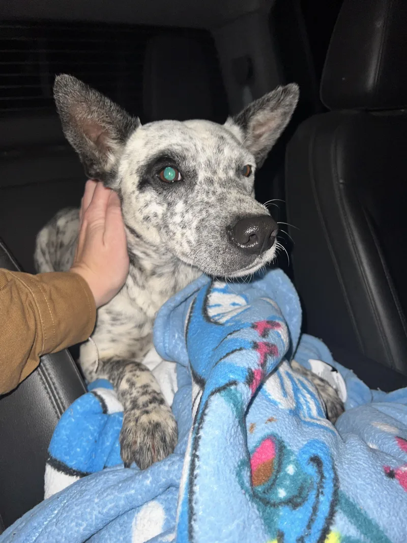 An adult medium-sized female Cattle Dog dog named Dot for adoption in Zimmerman, MN