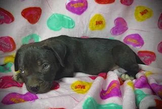 Princeton Puppy thumbnail 3