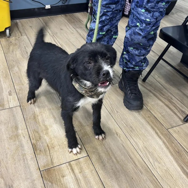 James Bond thumbnail 2