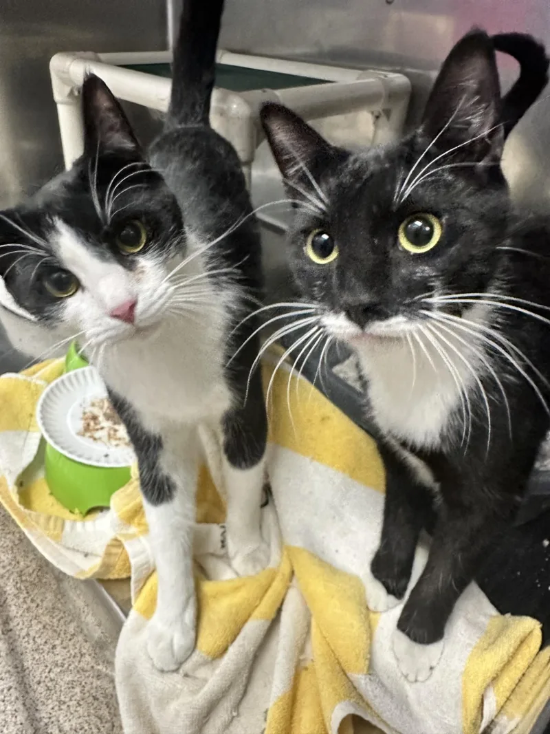 Spongebob And Patrick