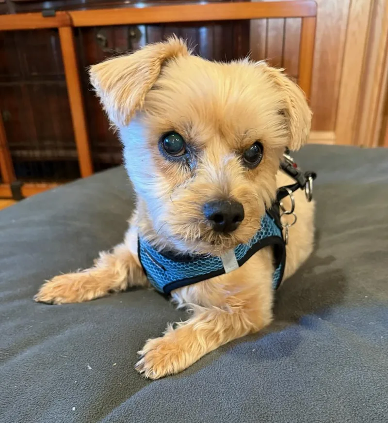 Crimsongentle thumbnail 2