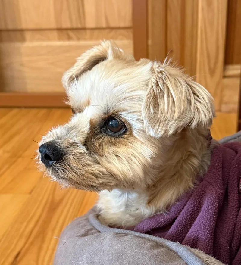 Crimsongentle thumbnail 3