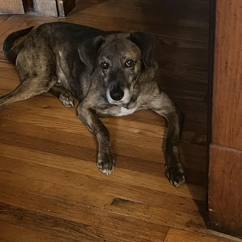 Huckleberry thumbnail 2