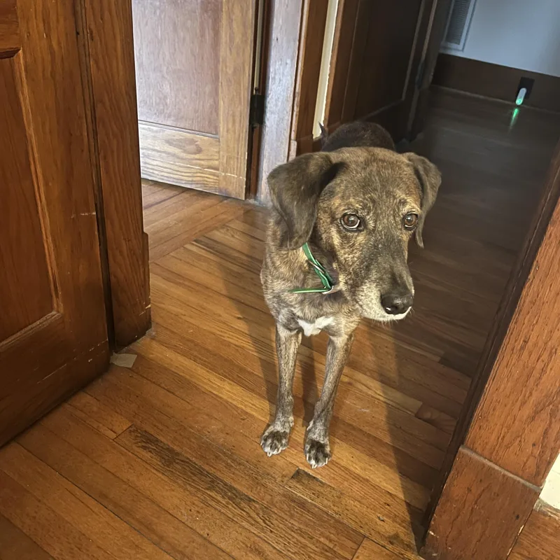 Huckleberry thumbnail 3