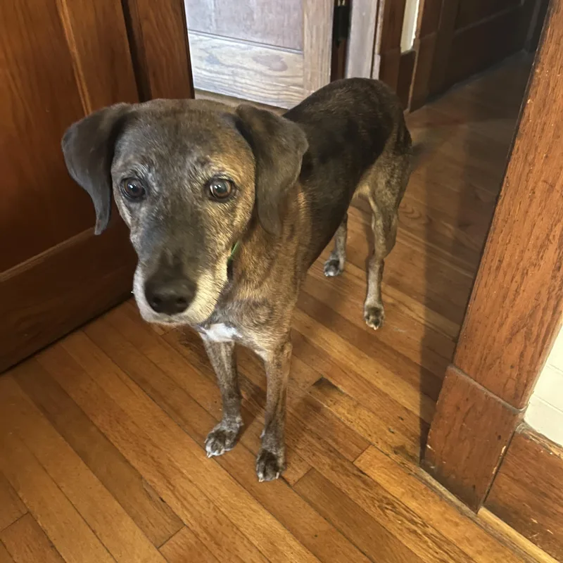 Huckleberry thumbnail 4