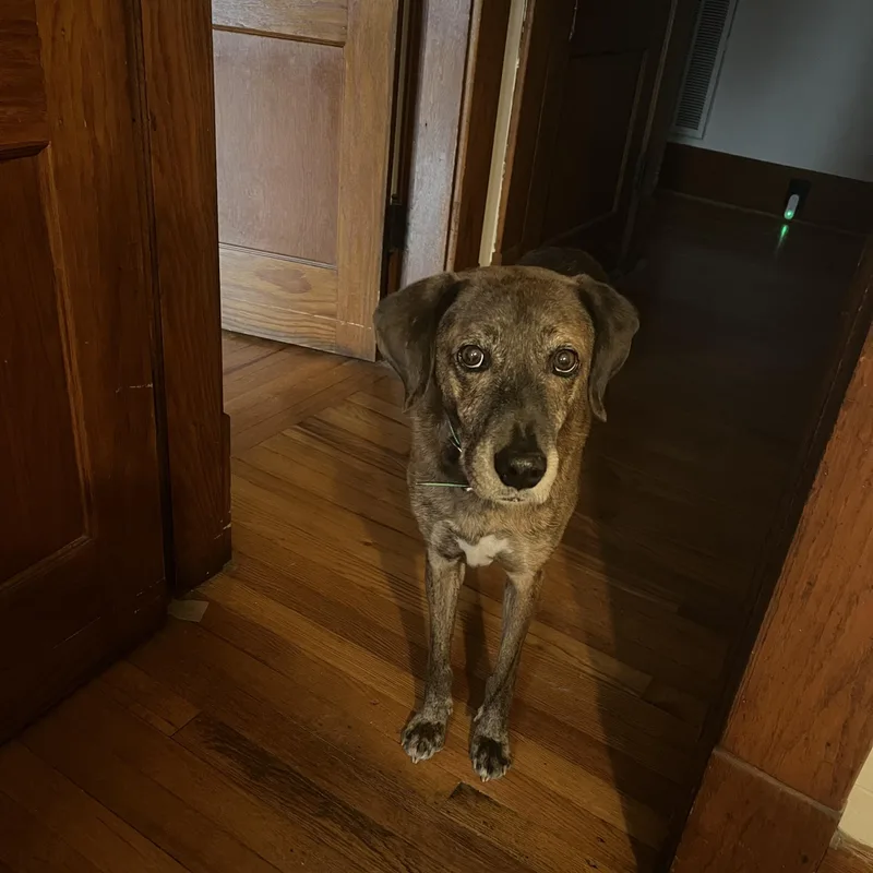 Huckleberry thumbnail 5