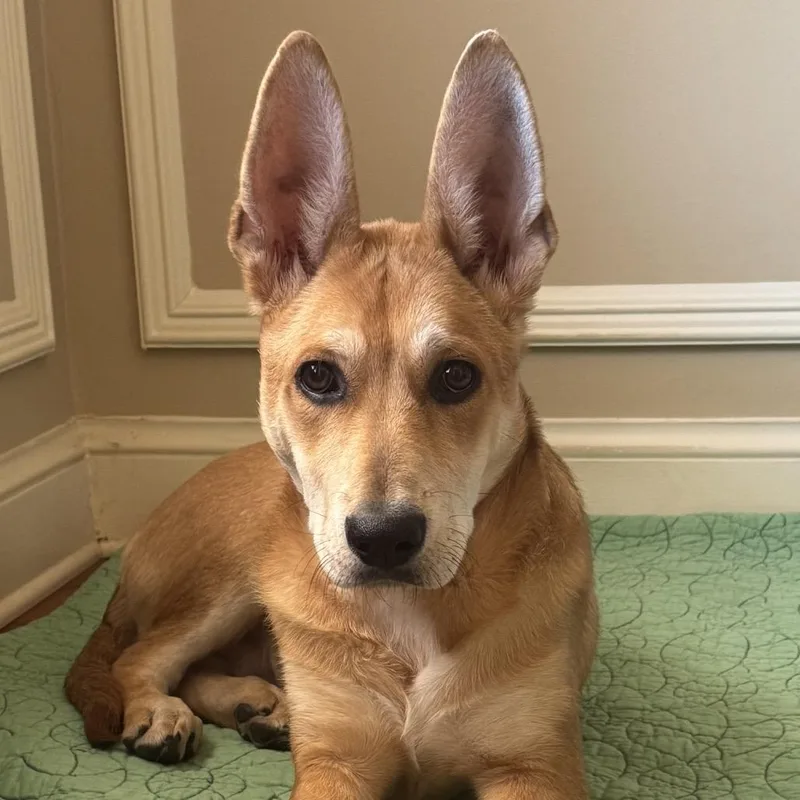 Maverick thumbnail 3