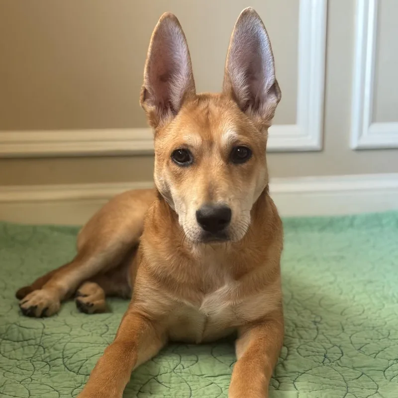 Maverick thumbnail 6