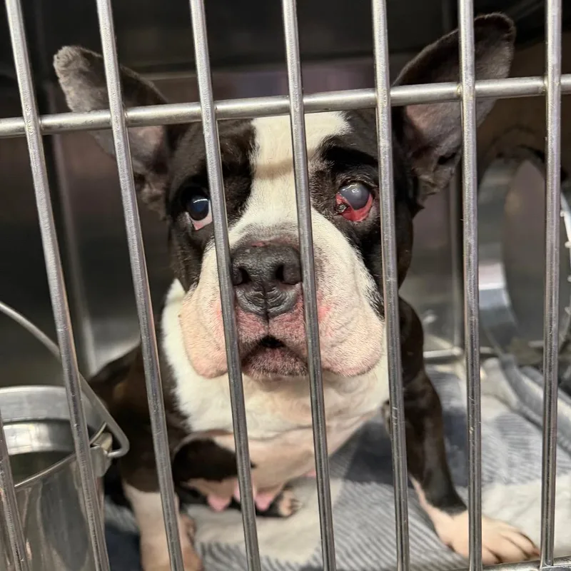 Bellatrix thumbnail 2