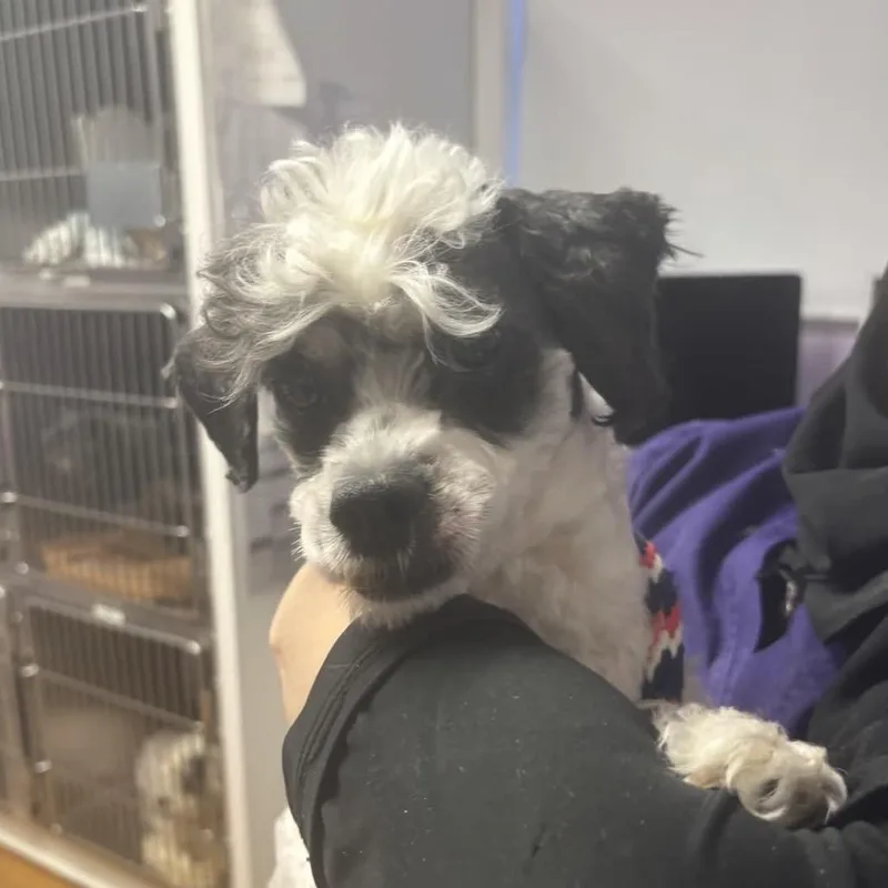 Squirrel thumbnail 2