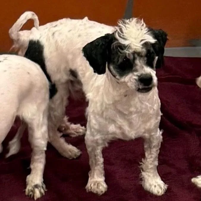 Squirrel thumbnail 3