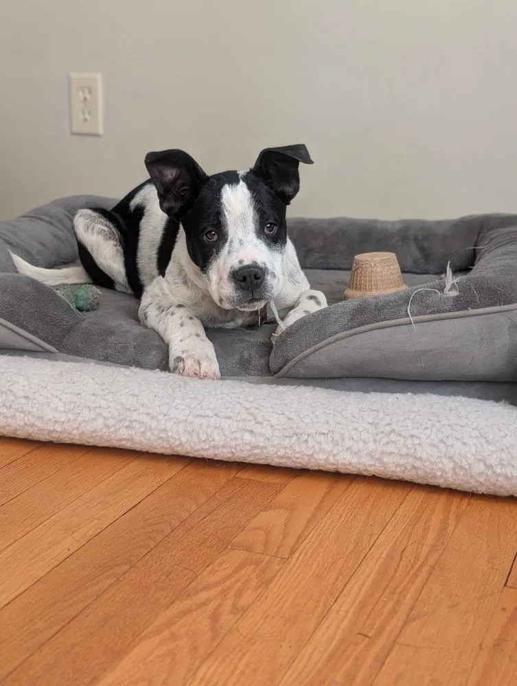 Brookhaven thumbnail 2