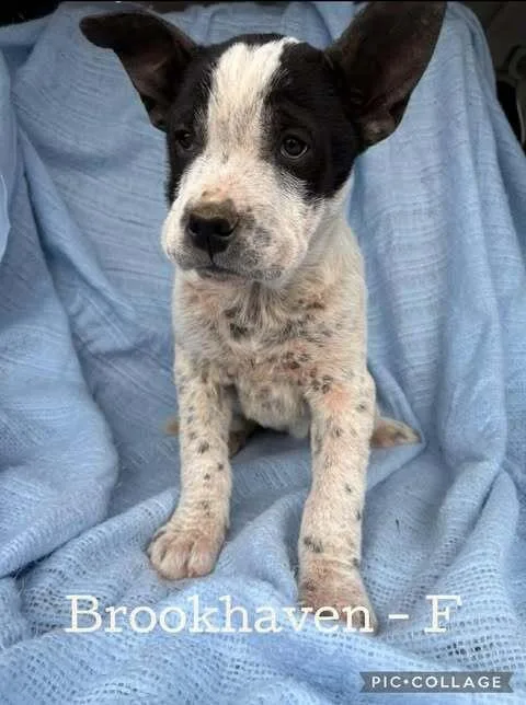 Brookhaven thumbnail 3