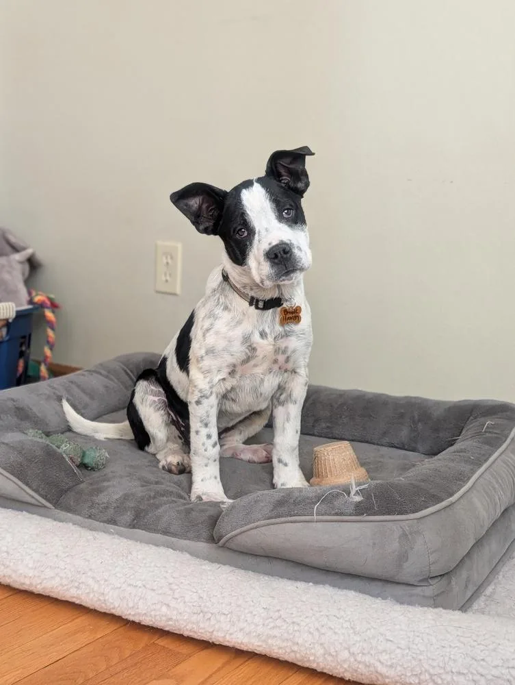 Brookhaven thumbnail 4