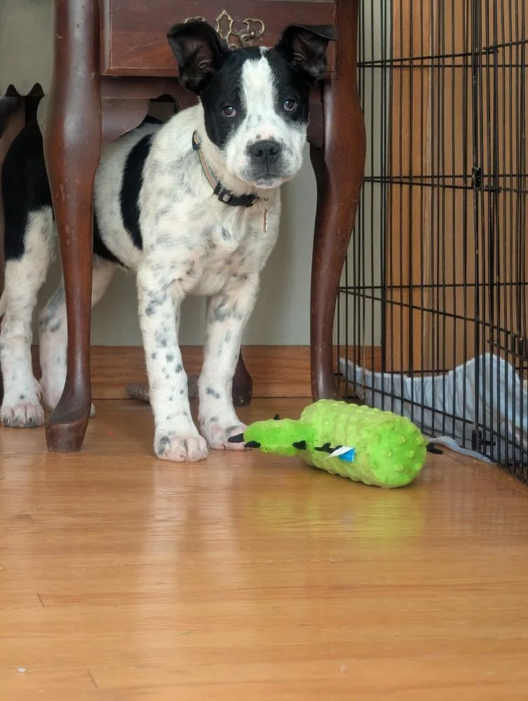 Brookhaven thumbnail 5