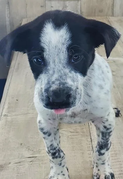 Tin Roof thumbnail 2