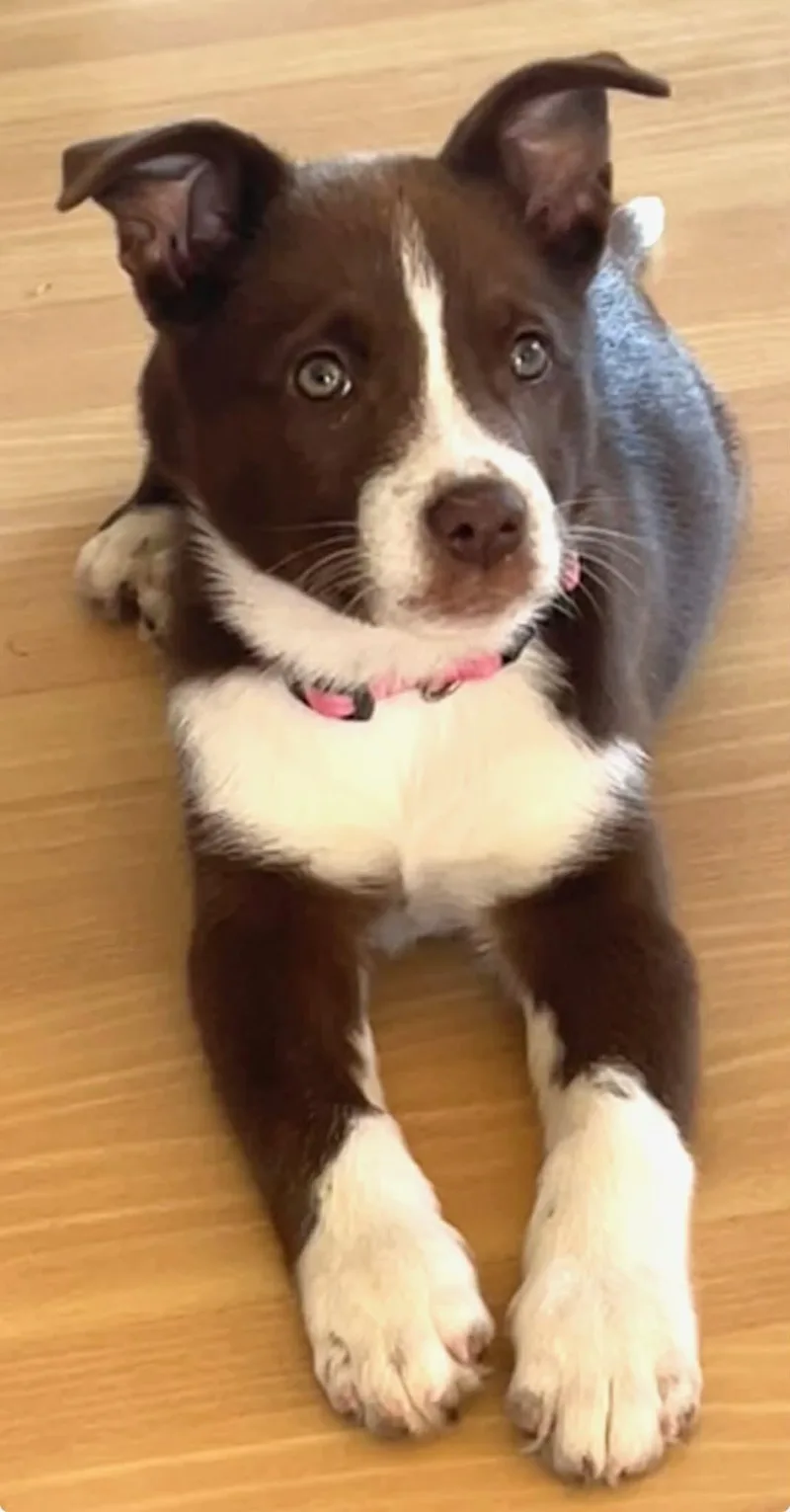 A young medium-sized female Bicolor Shepherd dog named Coco for adoption in Port Lavaca, TX