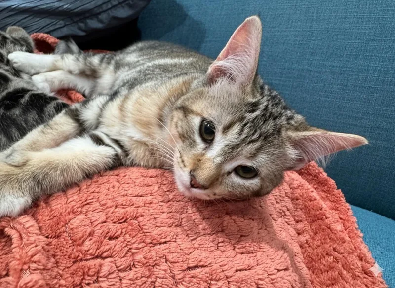 A baby medium-sized female Tabby (Brown / Chocolate) Domestic Short Hair cat named Darcy for adoption in Manhattan Beach, CA