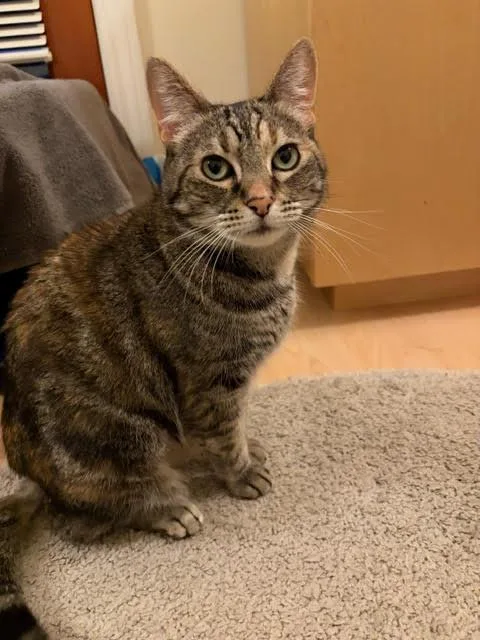 Cauliflower thumbnail 2