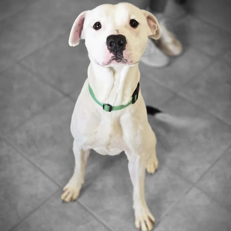 Pupcicle thumbnail 2