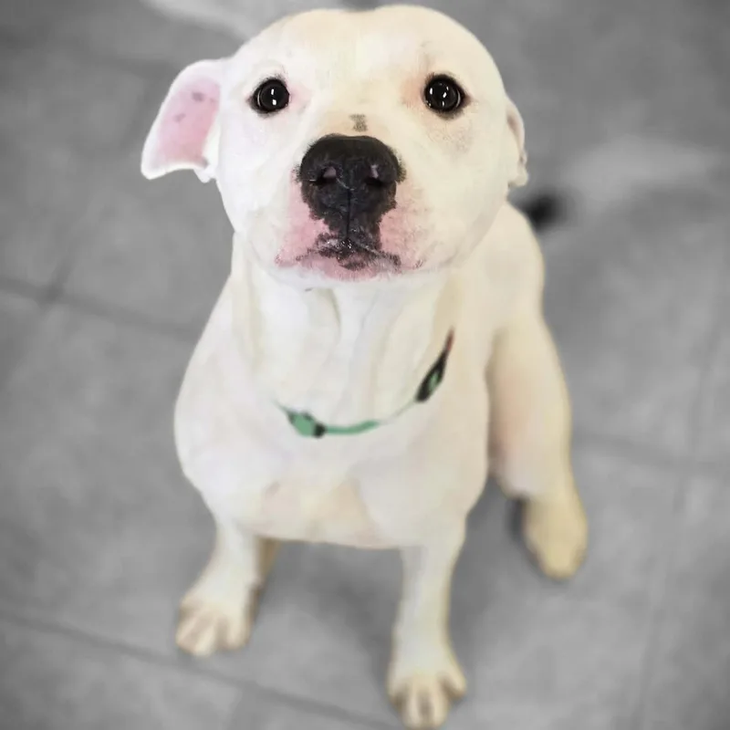 Pupcicle thumbnail 3