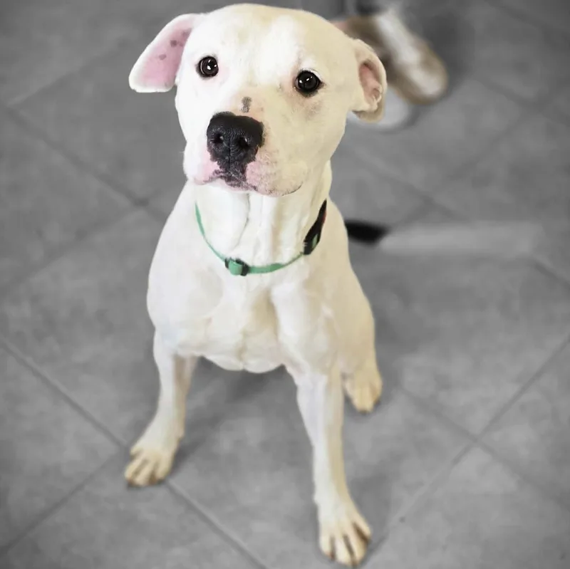 Pupcicle thumbnail 4