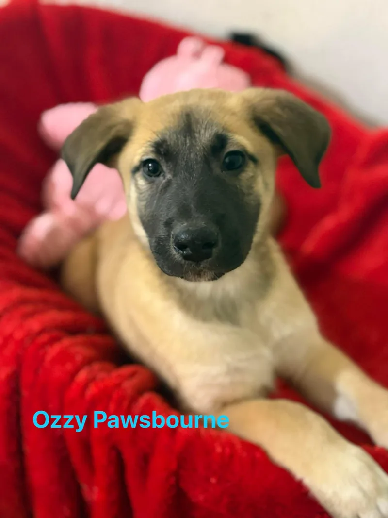 Ozzy Pawsborne photo 1