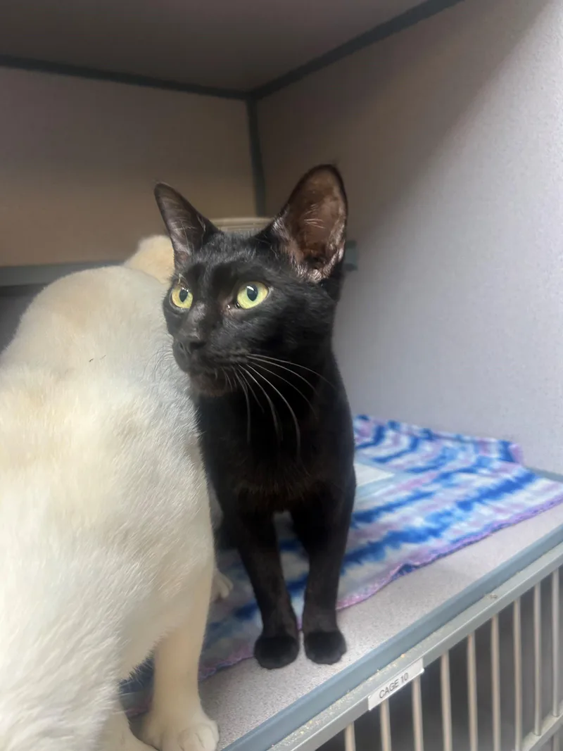 Sirius Black thumbnail 2