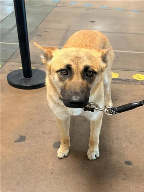 An adult large-sized female Belgian Shepherd / Malinois dog named Nala for adoption in Van Nuys, CA