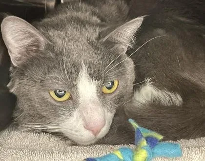 Forehead thumbnail 2