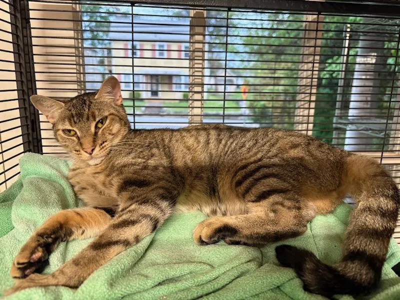 Sweetheart thumbnail 3