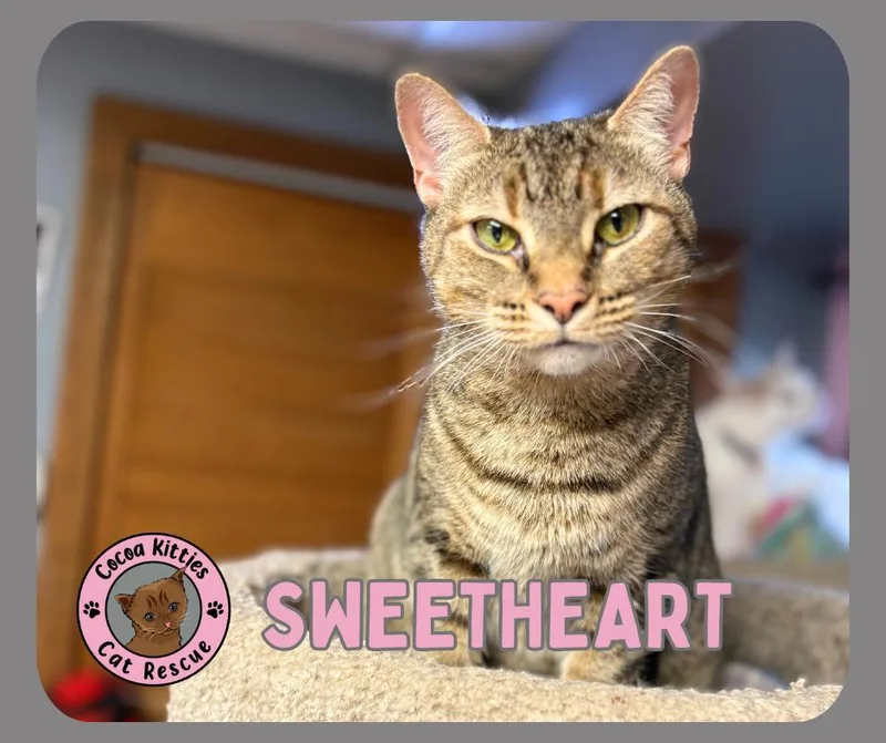 Sweetheart thumbnail 5