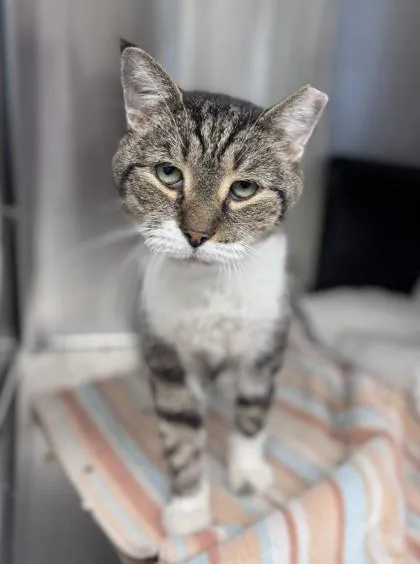 An adult small-sized male Domestic Short Hair cat named Soft Pretzel for adoption in Cleveland, OH