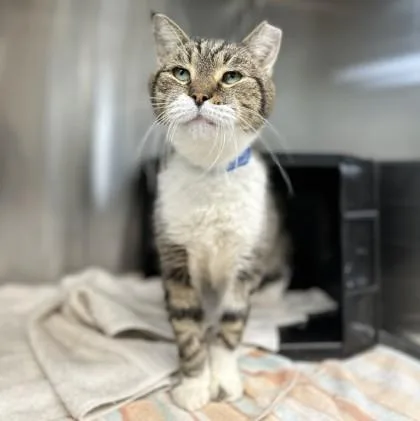 Soft Pretzel thumbnail 2