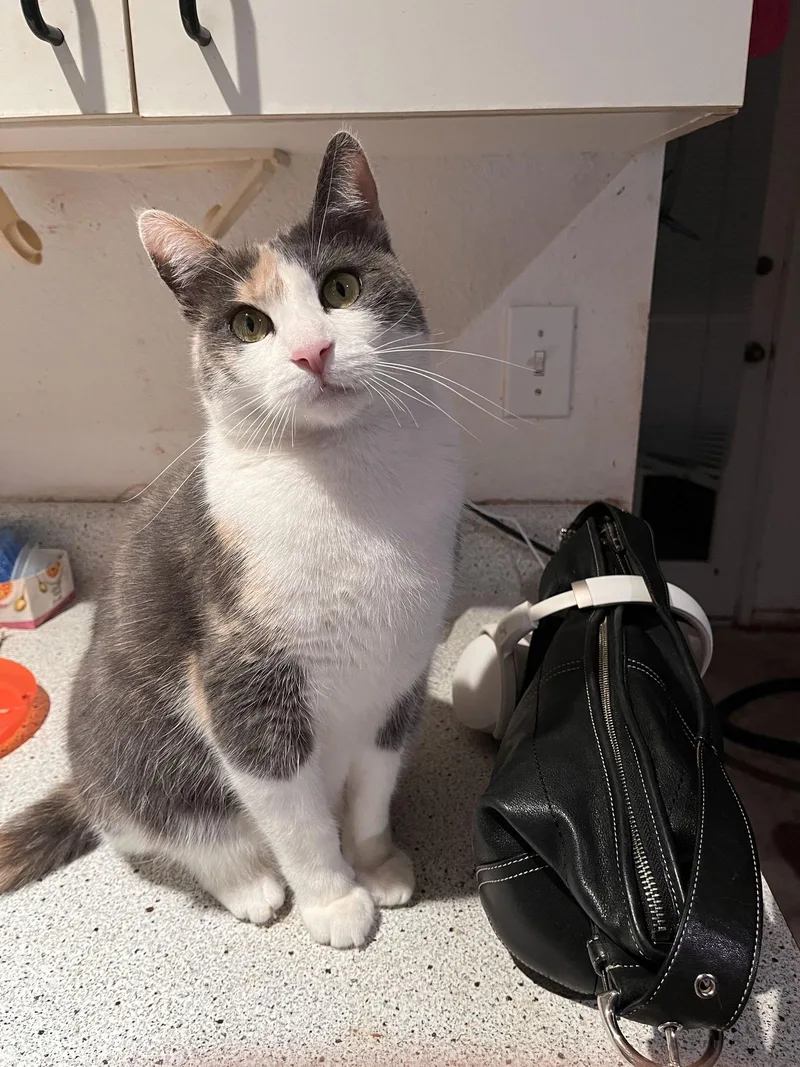 Delphine thumbnail 3