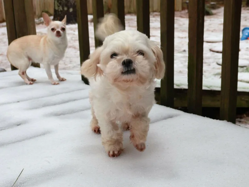 Cream Cheese thumbnail 3