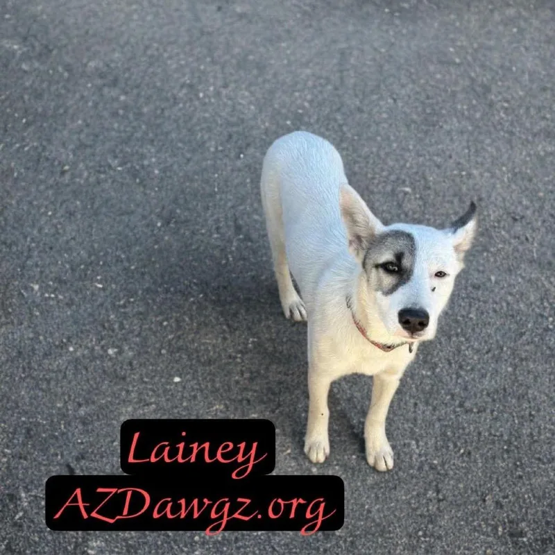 Lainey thumbnail 5