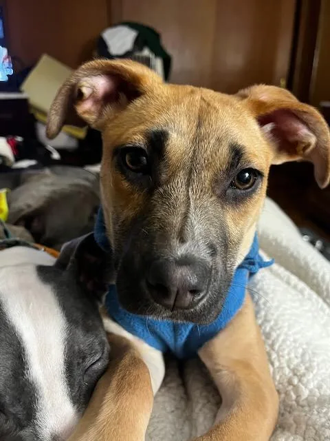 Sullivan`` thumbnail 2