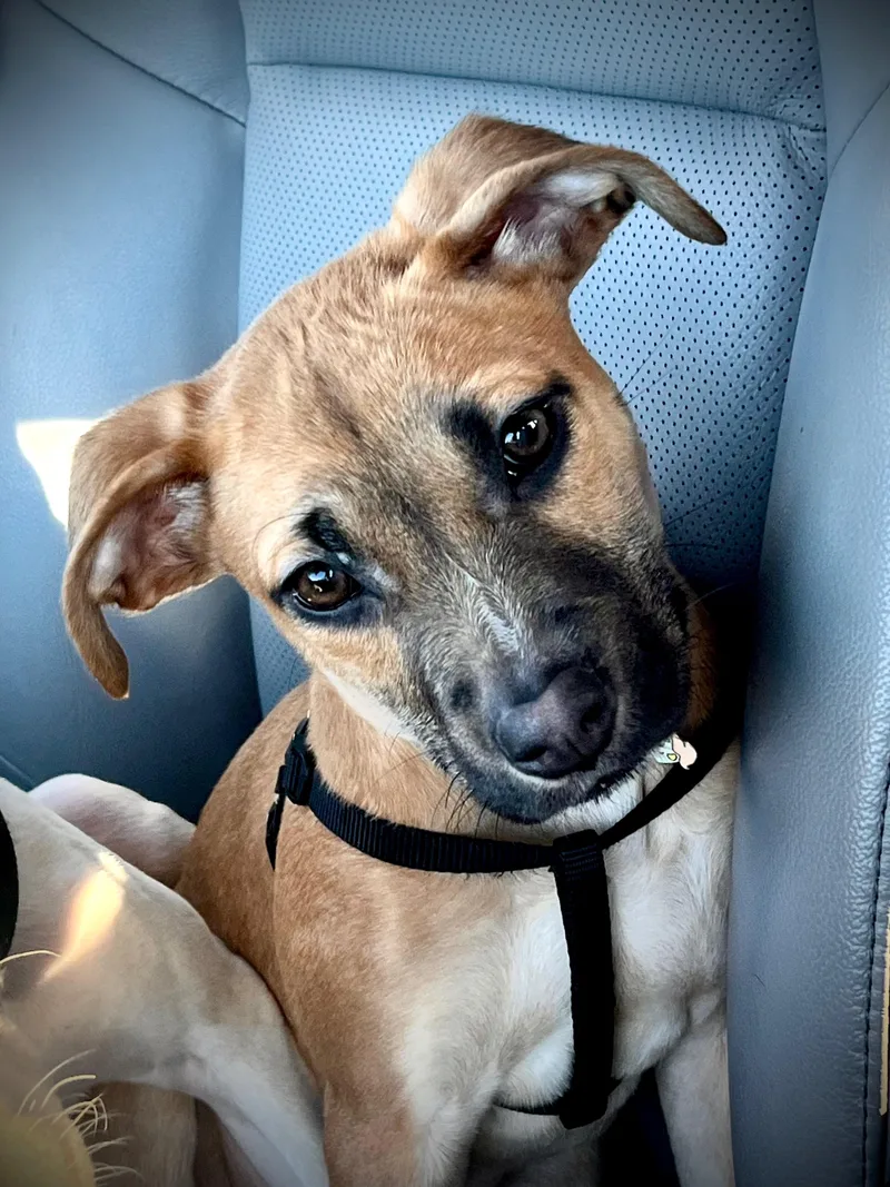 Sullivan`` thumbnail 3