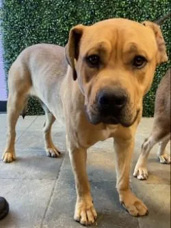 Sweet And Spicy Sriracha