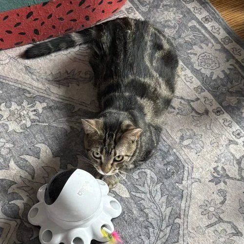 Veta Louise thumbnail 2