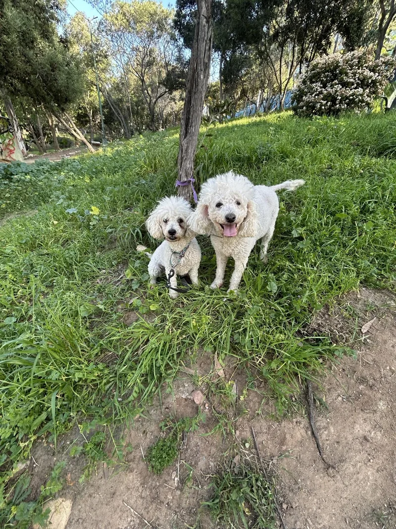 Chiquita thumbnail 2