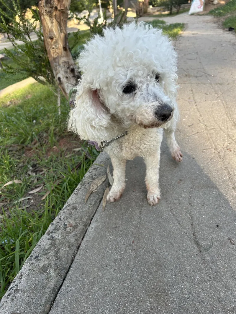 Chiquita thumbnail 3