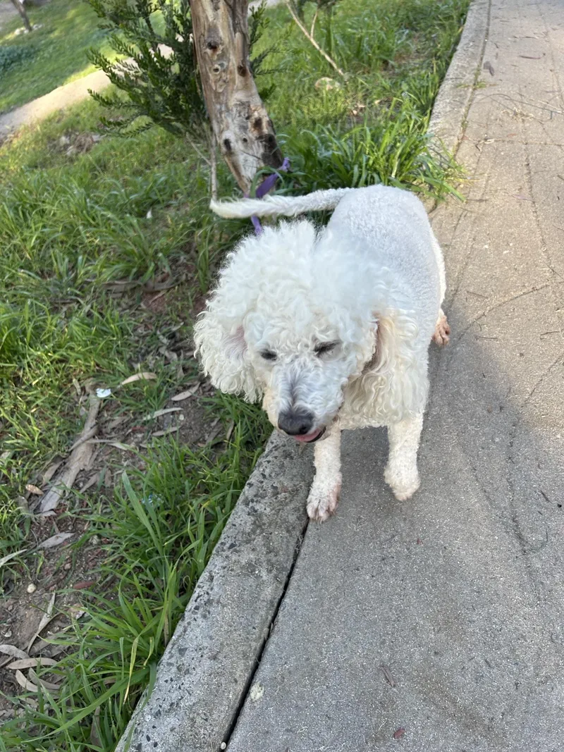 Chiquita thumbnail 4