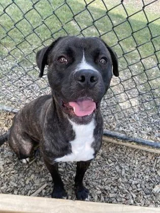 Mr. Wags thumbnail 2